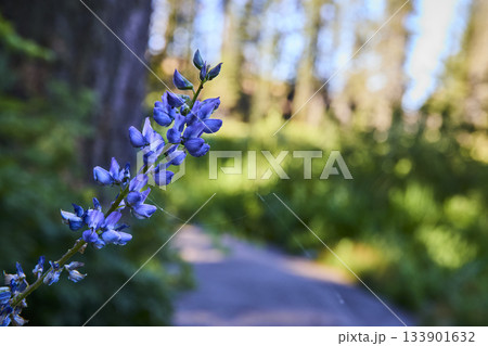 Purple Wildflower Close Up with Soft Meadow Trail Background Purple Wildflower Close Up with Soft Meadow Trail Background 133901632