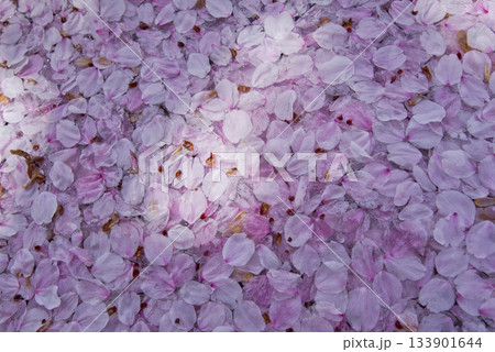 ソメイヨシノの桜の花びらが水の上に浮かんでいます。 133901644