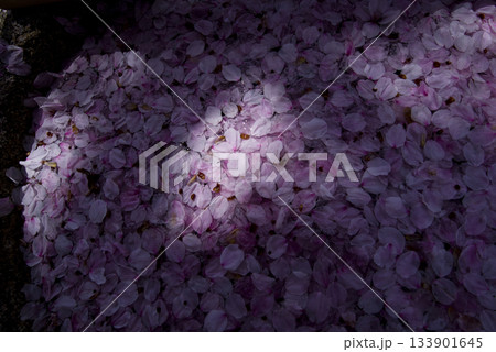 ソメイヨシノの桜の花びらが水の上に浮かんでいます。 ソメイヨシノの桜の花びらが水の上に浮かんでいます。 133901645