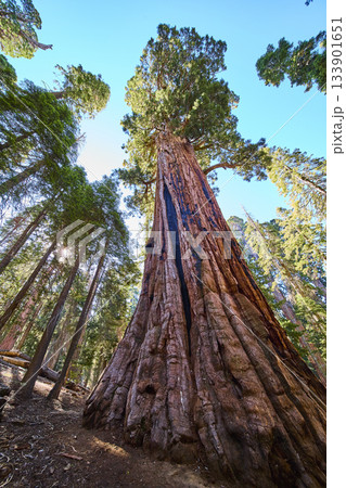 Giant Sequoia Tree Towering Canopy and Sunlight in Ancient Forest Giant Sequoia Tree Towering Canopy and Sunlight in Ancient Forest 133901651