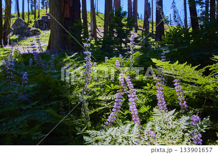 Purple Wildflowers and Ferns Bloom in Forest Meadow Sunlight 133901657
