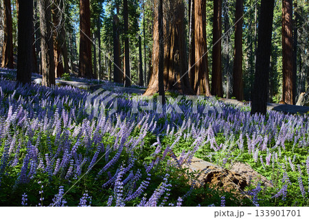 Purple Wildflowers Blooming in Meadow Among Sequoia Trees in Sunlit Forest Purple Wildflowers Blooming in Meadow Among Sequoia Trees in Sunlit Forest 133901701