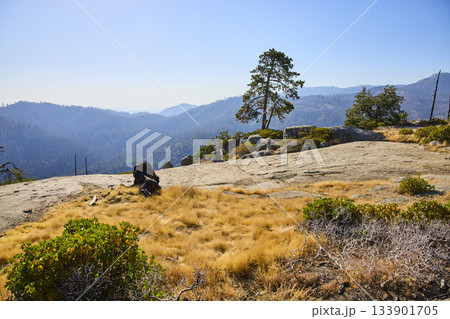 Beetle Rock Viewpoint Pine Tree and Distant Mountains in Sequoia National Park 133901705