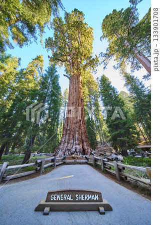 General Sherman Tree Majestic Giant Sequoia with Forest and Pathway in California General Sherman Tree Majestic Giant Sequoia with Forest and Pathway in California 133901708