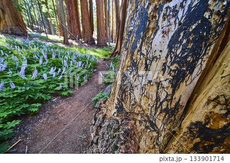 Sequoia Tree Bark Purple Wildflowers and Forest Trail in Lush Spring Meadow 133901714