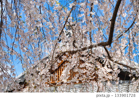 京都　本満寺の枝垂れ桜（京都府京都市上京区） 133901728
