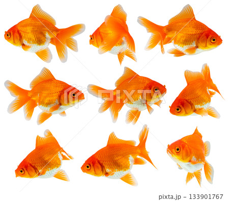 Oranda goldfish set isolated on white background close up 133901767