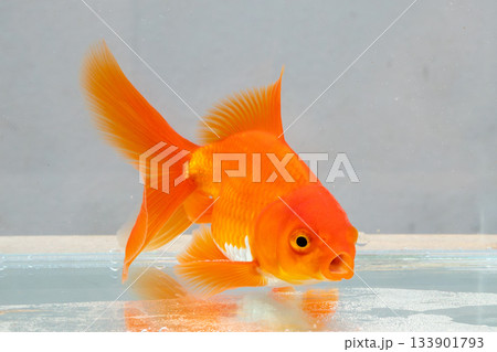 Oranda goldfish in aquarium fish tank close up 133901793