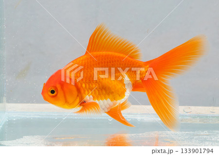 Oranda goldfish in aquarium fish tank close up Oranda goldfish in aquarium fish tank close up 133901794