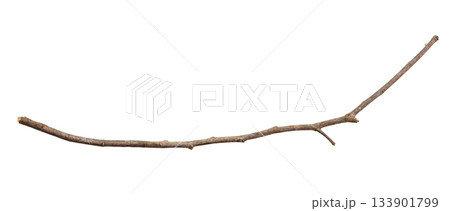 Dry tree branches isolated on white background 133901799