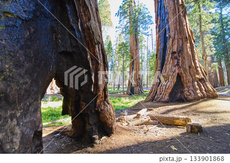 Giant Sequoia Trees Sunlight and Forest Floor Sequoia National Park California Giant Sequoia Trees Sunlight and Forest Floor Sequoia National Park California 133901868