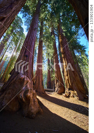 Majestic Giant Sequoia Trees Sunburst and Forest Floor Perspective California Majestic Giant Sequoia Trees Sunburst and Forest Floor Perspective California 133901904