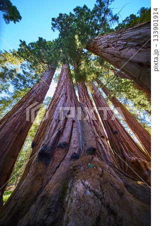 Giant Sequoia Trees Towering Upward Lush Canopy Sunlight Sequoia National Park Giant Sequoia Trees Towering Upward Lush Canopy Sunlight Sequoia National Park 133901914