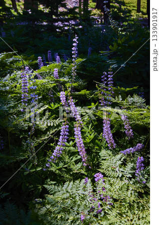 Purple Wildflowers and Ferns in Sunlit Forest Meadow 133901917