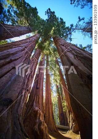 Majestic Giant Sequoia Trees Towering Upward in Sunlit Forest California 133901939