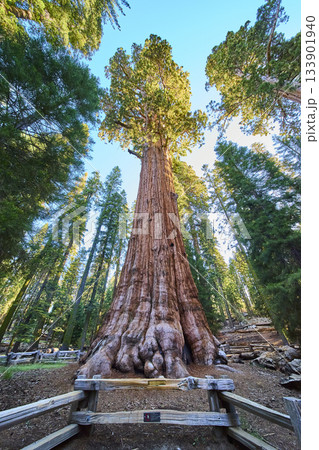 General Sherman Tree Towering Sequoia National Park Forest California Nature General Sherman Tree Towering Sequoia National Park Forest California Nature 133901940