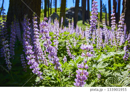 Purple Wildflowers Bloom in Sunlit Forest Meadow with Tall Trees and Lush Greenery Purple Wildflowers Bloom in Sunlit Forest Meadow with Tall Trees and Lush Greenery 133901955