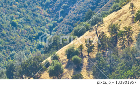 Aerial Sunlit Grassy Hillside and Lush Forest in California Wilderness 133901957