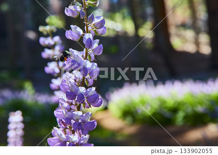 Bee Pollinating Purple Wildflower in Sunlit Meadow with Soft Forest Background 133902055