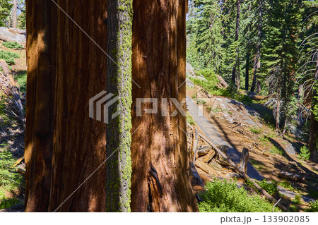 Sequoia Tree Trunk Lush Forest Path and Sunlight in Scenic California Wilderness Sequoia Tree Trunk Lush Forest Path and Sunlight in Scenic California Wilderness 133902085