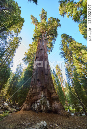 General Sherman Tree Towering Giant Sequoia Forest in Sequoia National Park California General Sherman Tree Towering Giant Sequoia Forest in Sequoia National Park California 133902107