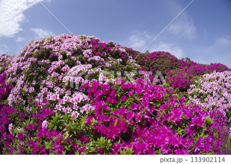 ツツジピンク　ピンク色の躑躅（ツツジ）の花が咲いています。学名はRhododendronです。 133902114