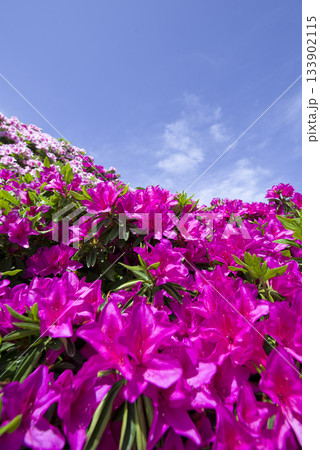 ツツジピンク　ピンク色の躑躅（ツツジ）の花が咲いています。学名はRhododendronです。 133902115