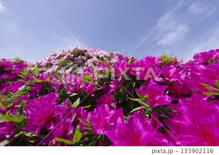 ツツジピンク　ピンク色の躑躅（ツツジ）の花が咲いています。学名はRhododendronです。 133902116