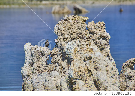 Mono Lake Tufa Formation With Bird and Blue Water Surface California Nature Scene Mono Lake Tufa Formation With Bird and Blue Water Surface California Nature Scene 133902130