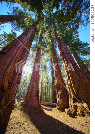 Giant Sequoia Trees with Sunburst and Towering Trunks in Lush Forest 133902137