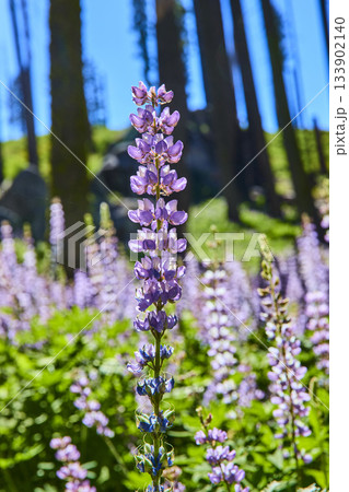 Purple Wildflower Bloom in Sunlit Meadow with Tall Trees and Lush Greenery 133902140