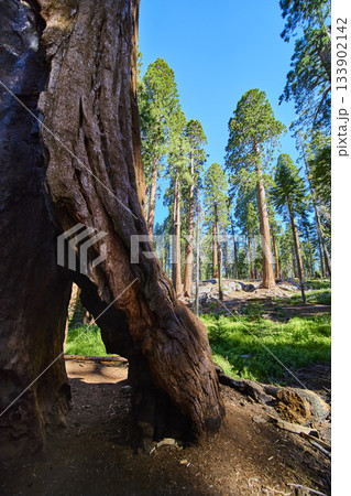 Sequoia Tree Arch Sunlit Forest and Towering Trunks on Congress Trail California Sequoia Tree Arch Sunlit Forest and Towering Trunks on Congress Trail California 133902142