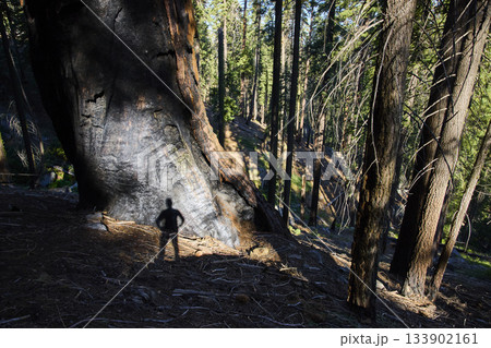 Sequoia Tree Trunk Shadow Portrait in Sunlit Forest Sequoia National Park 133902161