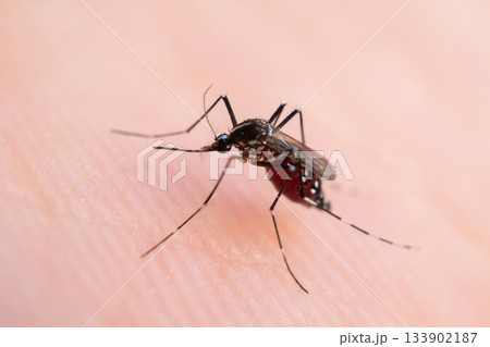 Aedes aegypti mosquitoes on human hand Aedes aegypti mosquitoes on human hand 133902187