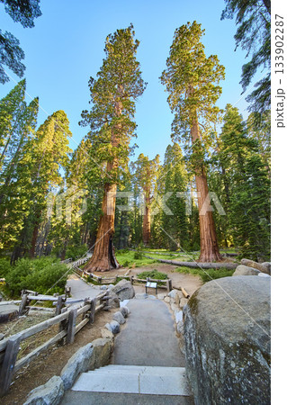 Sequoia Trees Congress Trail Path and Forest Landscape Sequoia National Park Sequoia Trees Congress Trail Path and Forest Landscape Sequoia National Park 133902287