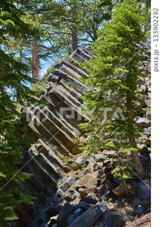 Devils Postpile Basalt Columns and Pine Forest in Bright Summer Light 133902292