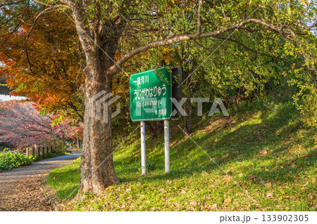 晩秋の濠川沿いの遊歩道　京都市伏見区 133902305
