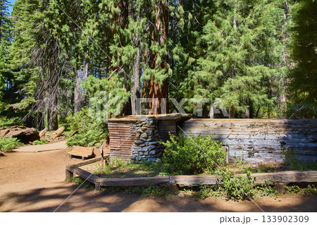 Tharp's Log Cabin and Giant Sequoia Trees in Sunlit Crescent Meadow Forest Tharp's Log Cabin and Giant Sequoia Trees in Sunlit Crescent Meadow Forest 133902309