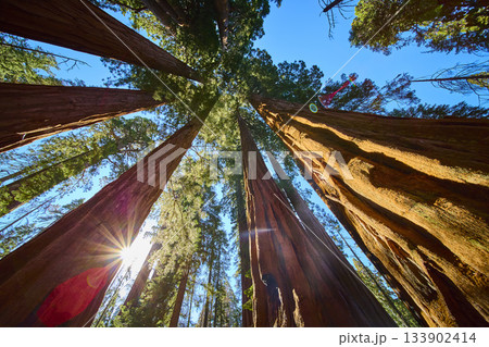 Giant Sequoia Trees Sunburst and Blue Sky in Sequoia National Park California 133902414