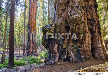 Giant Sequoia Tree Trunks and Forest Floor on Congress Trail in Sequoia National Park Giant Sequoia Tree Trunks and Forest Floor on Congress Trail in Sequoia National Park 133902442