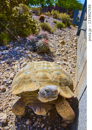 Desert Tortoise in Rocky Habitat Among Cacti and Sunlit Shrubs in Nevada Desert Tortoise in Rocky Habitat Among Cacti and Sunlit Shrubs in Nevada 133902586