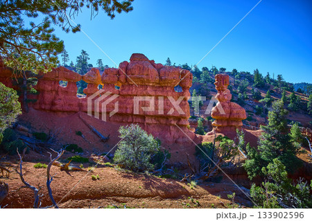 Red Canyon Hoodoos and Natural Windows with Pine Trees in Bright Sunlight Red Canyon Hoodoos and Natural Windows with Pine Trees in Bright Sunlight 133902596