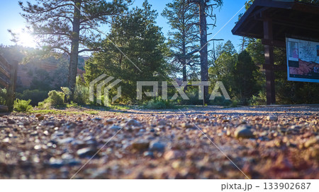 Ground Level Trail Entrance Sunlit Pine Trees and Trailhead Sign Ground Level Trail Entrance Sunlit Pine Trees and Trailhead Sign 133902687