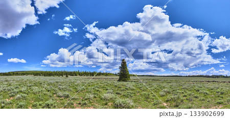 Panorama Wide Open Meadow Lone Tree and Dramatic Sky Dixie National Forest Utah Panorama Wide Open Meadow Lone Tree and Dramatic Sky Dixie National Forest Utah 133902699