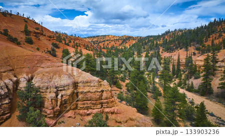 Aerial Red Canyon Utah Vibrant Red Rock Formations Pine Trees and Winding Dirt Road 133903236