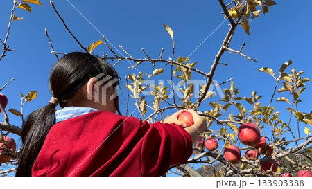 りんごを収穫する女の子 133903388