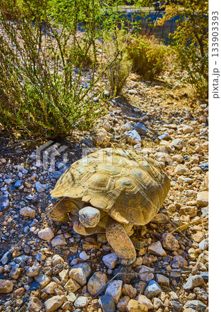 Desert Tortoise in Rocky Terrain with Sunlit Vegetation in Nevada Wildlife Habitat Desert Tortoise in Rocky Terrain with Sunlit Vegetation in Nevada Wildlife Habitat 133903393
