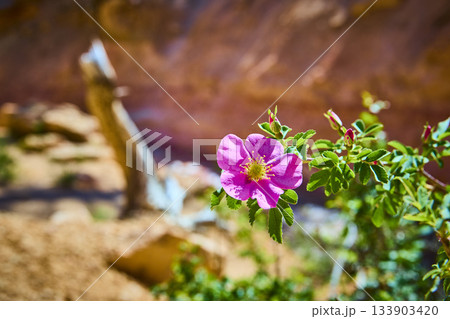 Pink Wildflower Close Up with Green Foliage and Canyon Background in Sunlight Pink Wildflower Close Up with Green Foliage and Canyon Background in Sunlight 133903420