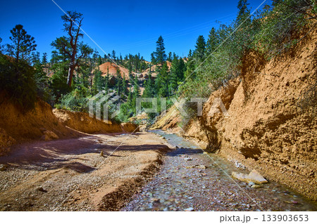 Creek Flowing Through Red Canyon Walls and Pine Forest on Mossy Cave Trail 133903653