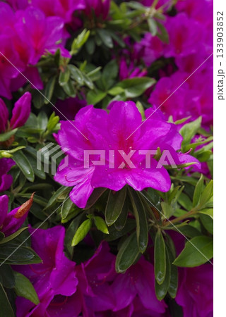 ピンク色の躑躅(ツツジ)の花が咲いています。学名はRhododendronです。 ピンク色の躑躅(ツツジ)の花が咲いています。学名はRhododendronです。 133903852